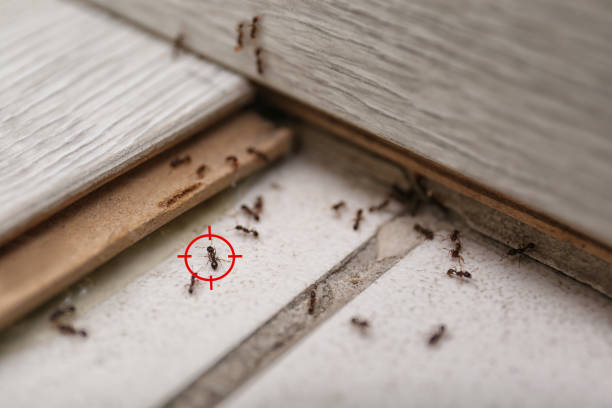 Best Residential Pest Control  in Pickens, MS