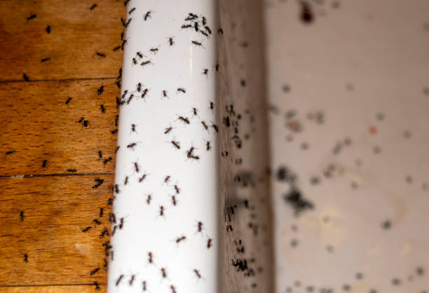 Best Pest Removal Services  in Pickens, MS