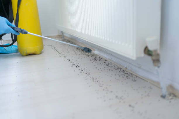 Best Local Pest Control Services  in Pickens, MS