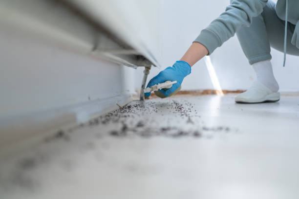 Best Ant Control Services  in Pickens, MS